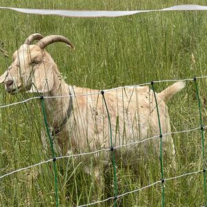 Behind the electric fence