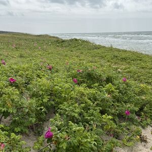 Along the Curonian Spit
