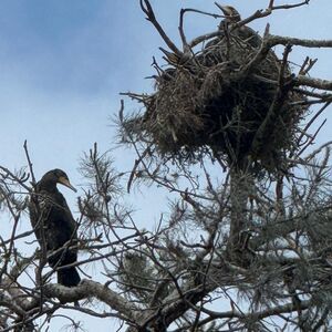 Cormorants: smell them before you see them