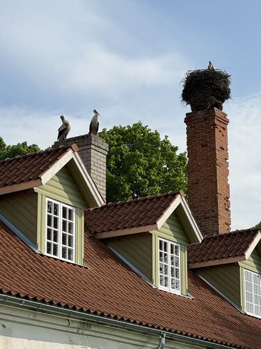 Storks