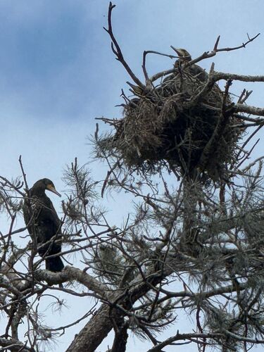 Cormorants: smell them before you see them